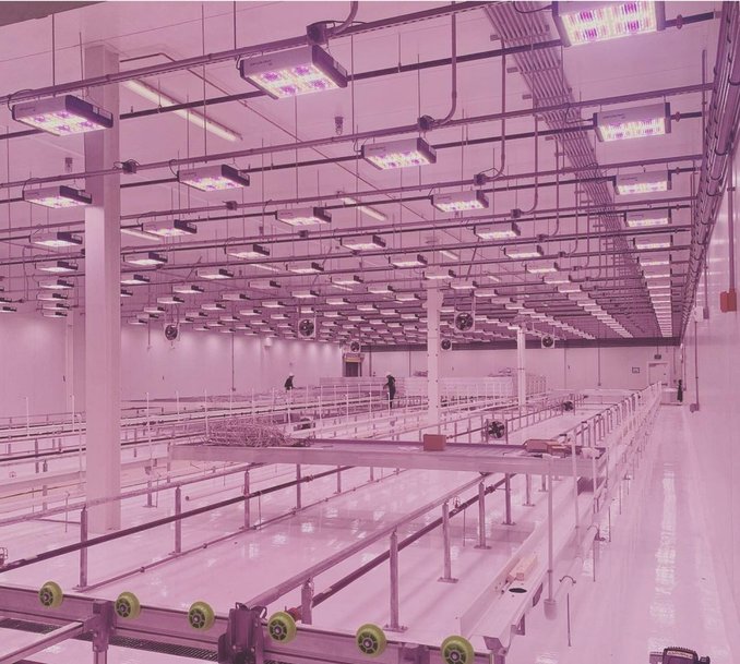 ams OSRAM’s OSLON® cutting edge technology in horticulture lighting is used by Revolution Microelectronics to light up GreenCare Collective’s new futuristic facility
